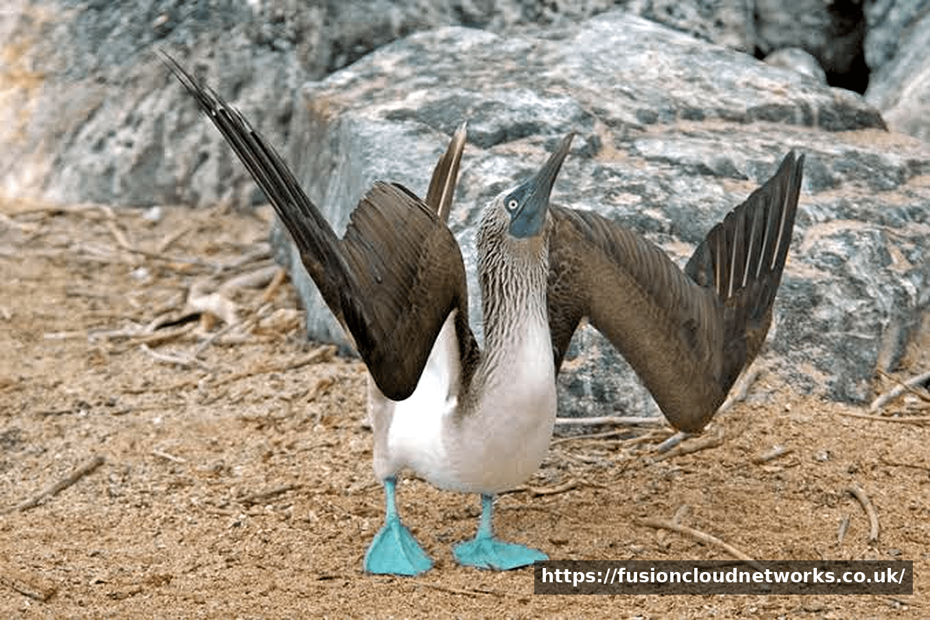 The Blue-Footed Booby: Nature’s Most Charming Dancer